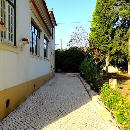 Violeta Com Chamine *