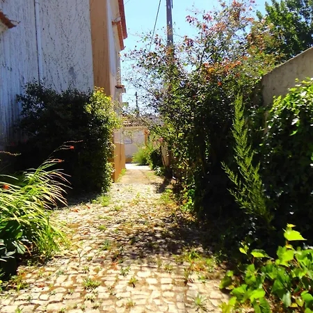 Violeta Com Chamine *